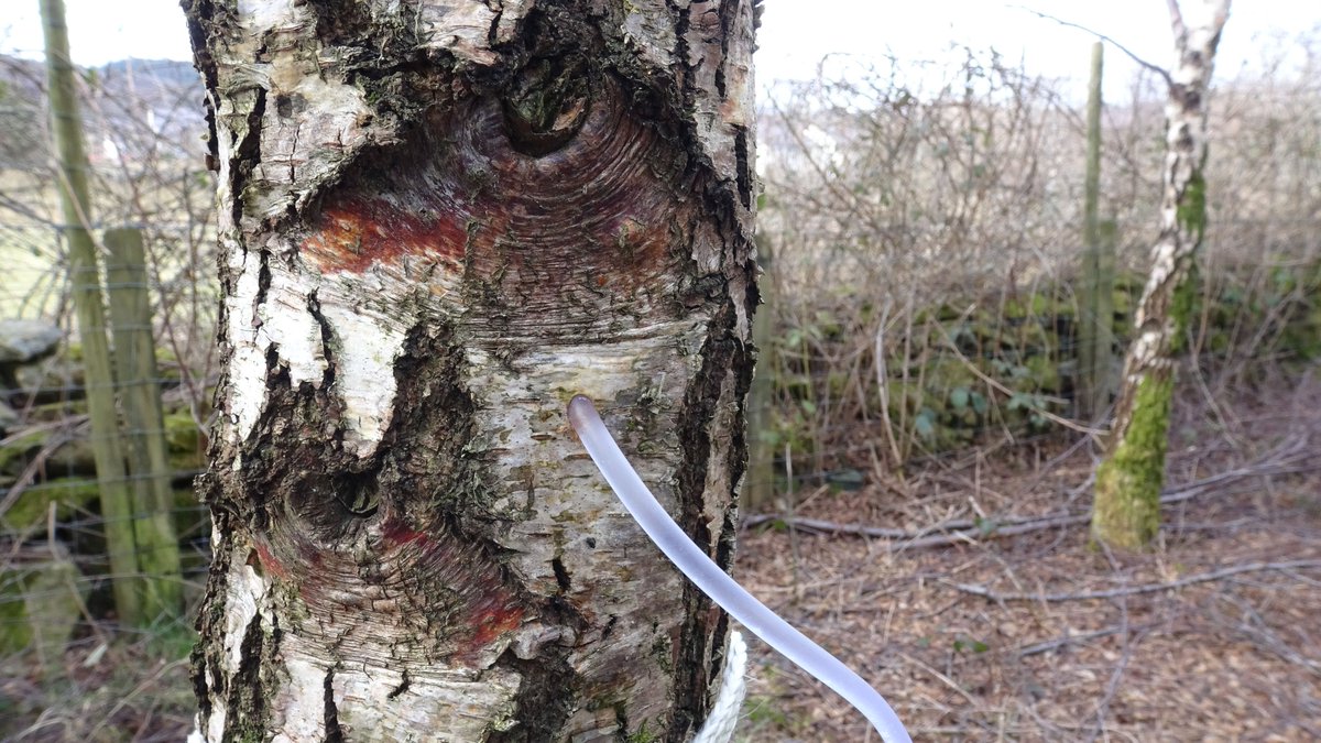 Did you know that birch sap can only be harvested while the sap rises, an occurrence that only lasts for a few days each year? If you'd like to find out more about our work on sustainable harvesting drop us a message, we'd love to hear from you...💚