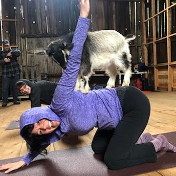 BasqueTraveler's tweet image. Got my 🐐 yoga fix!  #goats #goatyoga