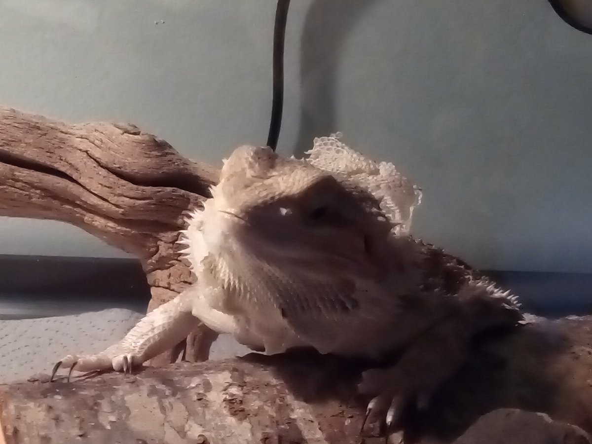 What do you do...

When your dragon is having a bad hair day?