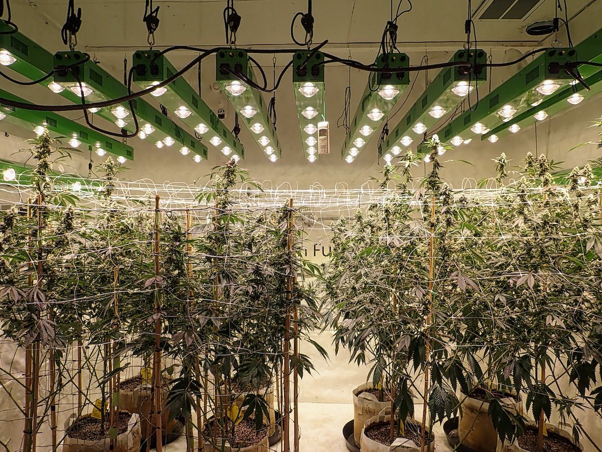 greenfusionled's tweet photo. Day 35 ๐๐ฟ๐๐ฟ๐ธ๐
R=#vanillafrosting
L=#dogwalkerog
#tuesdaymood #growing #growyourown #goodvibes #staylit #chillin #chillim #Terps #MMJ #CannabisNews #Hydroponics #indo #hiphop #LegalizeIt #smokeweedeveryday #smokehaze #CBD #Hemp #RollingLoudMiami #lit #stoned #indoorgrowing https://t.co/VxKqkQ9kSH