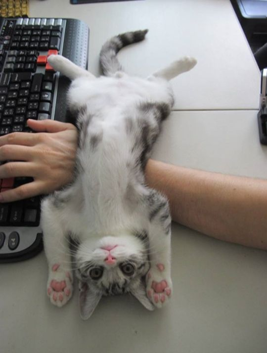 meowbox's tweet photo. Why do we even try to get things done with cats around? 😬

Via https://t.co/tQ7JIaF1FF #themeowlife #petsplease https://t.co/CIp2CySsxR