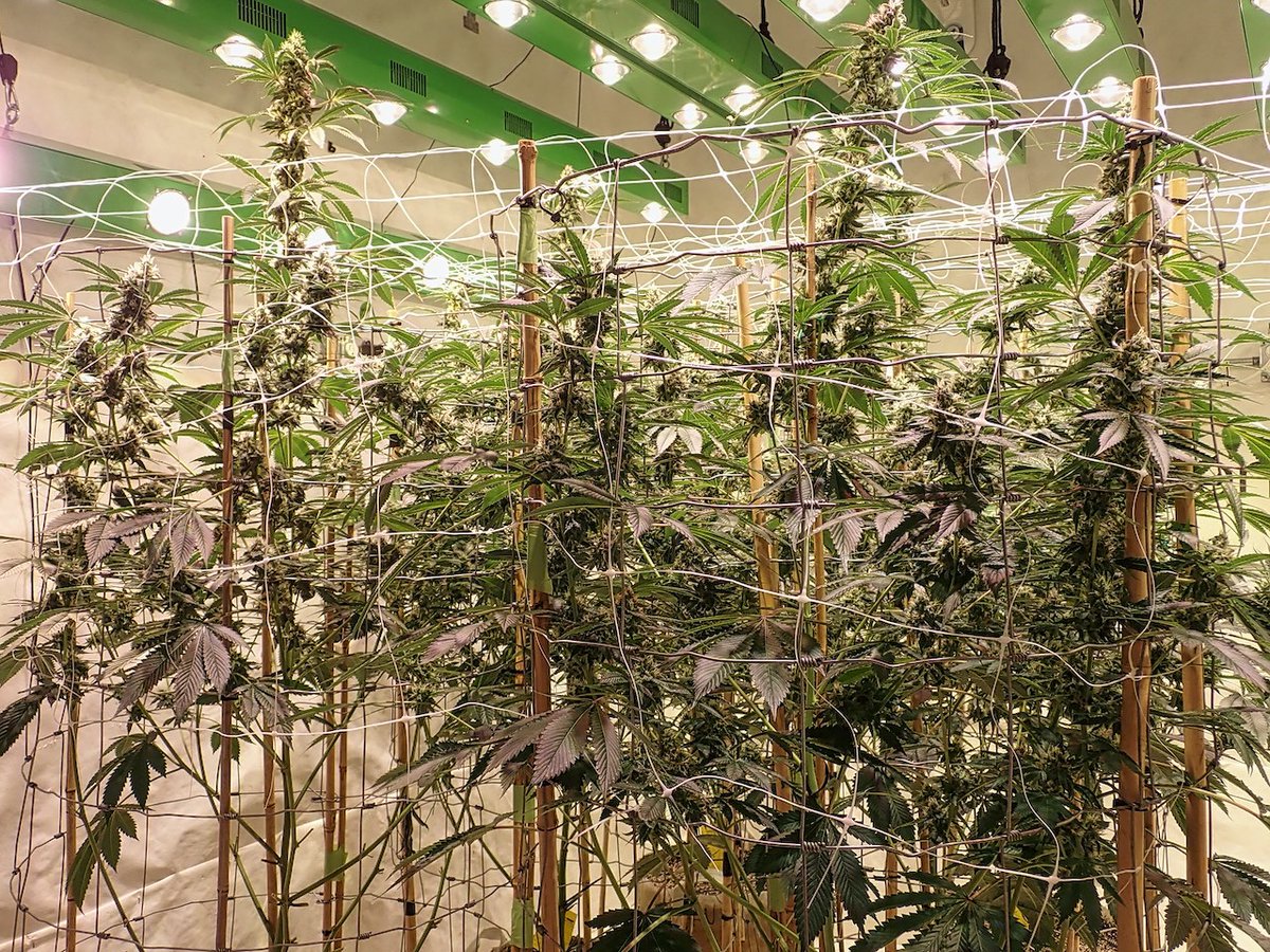 greenfusionled's tweet photo. ๐ถ๐ฆฎ๐พ๐ฆด#dogwalkerog Day 35
#Hash #indo #indoorgrowing #smokeweedeveryday #smokehaze #lit #stoned #stonergirl #vape #vaping #vapingsaveslives #MedicalCannabis #MMJ #weedsmokers #weedlife #weedstagram #smokeweedeveryday #SnoopDogg #RollingloudPortugal #growing #bobmarley #onelove https://t.co/COPfLKUFGS