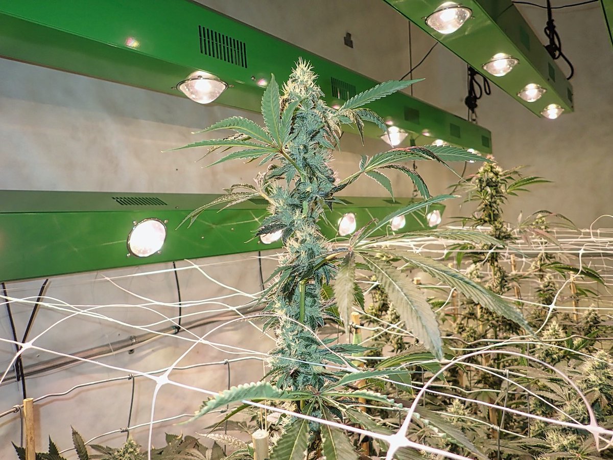 greenfusionled's tweet photo. ๐ถ๐ฆฎ๐พ๐ฆด#dogwalkerog Day 35
#Hash #indo #indoorgrowing #smokeweedeveryday #smokehaze #lit #stoned #stonergirl #vape #vaping #vapingsaveslives #MedicalCannabis #MMJ #weedsmokers #weedlife #weedstagram #smokeweedeveryday #SnoopDogg #RollingloudPortugal #growing #bobmarley #onelove https://t.co/COPfLKUFGS