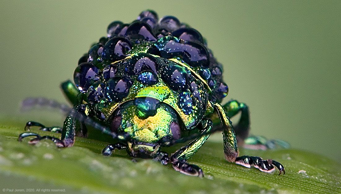 PaulJerem's tweet photo. Iridescence can work as an effective camouflage – especially on shiny surfaces, such as glossy leaves – suggesting costs of sexually selected iridescence may be lower than presumed.

https://t.co/bJRQv1iSOm

#animalcommunication #signalevolution https://t.co/7043dZAGuy