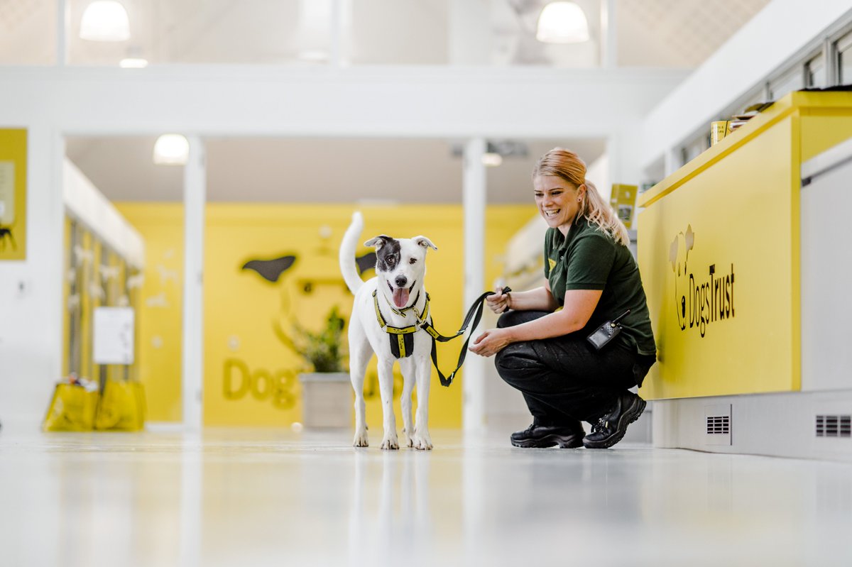 ExecucareUK's tweet photo. Head of Corporate Partnerships | Dogs Trust

Job Description at: https://t.co/1xWY8JSvDX https://t.co/zhw470DAUb