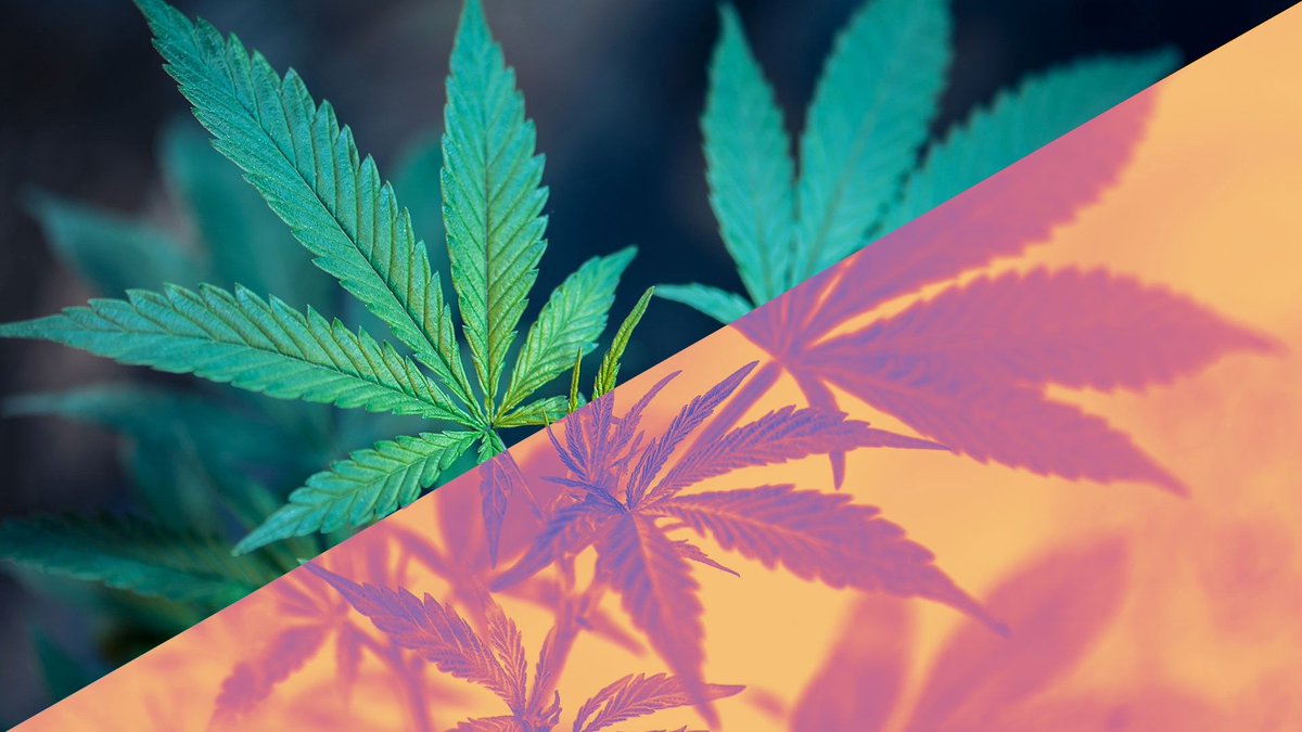 weshopcbd's tweet photo. #CBD and #THC are on everyone’s lips – but what exactly are the differences? Here’s a rundown about its effects and legal status: https://t.co/h76BDYD9jN https://t.co/6s3JgtS6I3