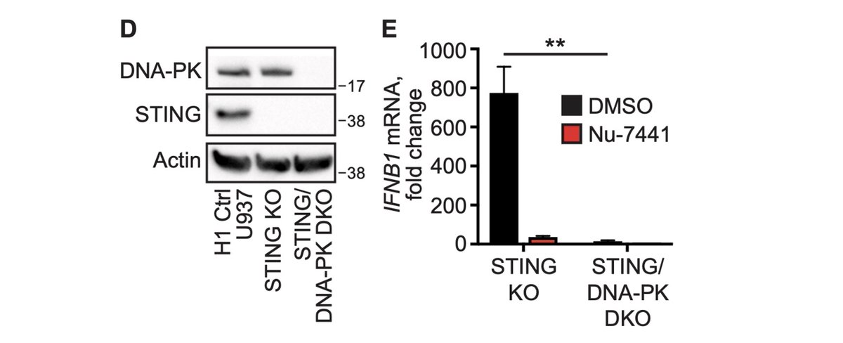 Immunopole's tweet photo. #DNAPK senses DNA and activates #InnateImmunity independently of the #STINGpathway in humans, but not in mice: the promise of a challenging development but an interesting new avenue for immunotherapy | #KBurleigh @DanBStetson1 et al. @SciImmunology | https://t.co/1DFLn1BAZa https://t.co/IBJJb4GB9u