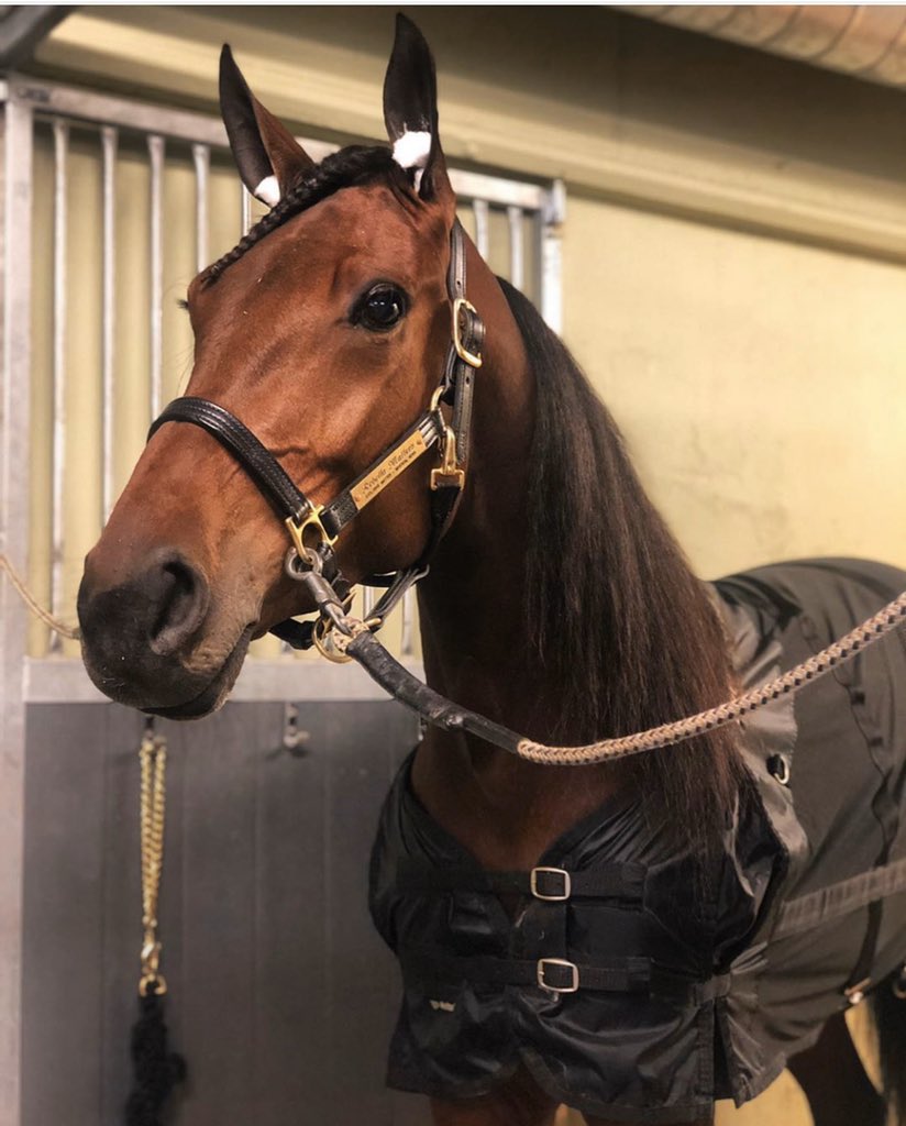 Rebella Matters er et savn i hverdagen. I dag vinner hun på Vincennes!🤩🌟