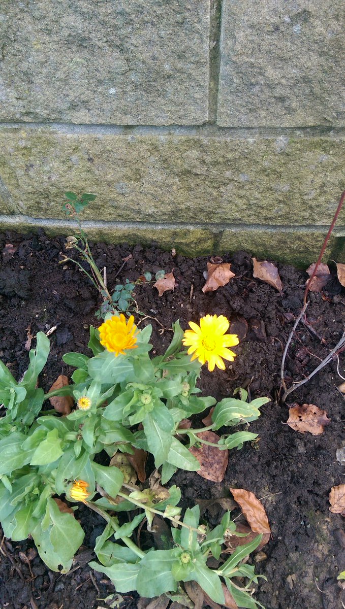 At St Marys today, the guys have been working on their "Loch Ness Monster" habitat piles, and the Daffodils, Marigolds and Dog Rose are doing well. Come down and have a look round the grounds and pop in to our community cafe for coffee &amp; cake

#timecredits #wildlife #biodiversity