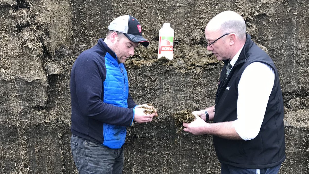 ecosyl_'s tweet photo. Silage Expert Ken Stroud is out on farm this week... "The cows are being fed Ecosyl (with added grass) at Johnny Matthew’s 250 cow farm, Donaghcloney, Dramore, N. Ireland." 🇮🇪 🐮 😀
#silage19 #ecosyl #consistentlybettersilage #farm365 #cows #dranmore #silageexpert #volac https://t.co/A4CYA6Qy47