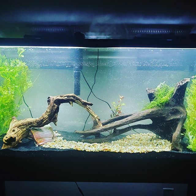 SilverTaleGames's tweet image. We purchased a new 55 Gallon tank over the weekend and are getting ready to reorganize our tanks
#plantedtank #topfin #55gallon #germanblueram #poecilia #guppies #neontetra #otocinclus ift.tt/36AIGYO