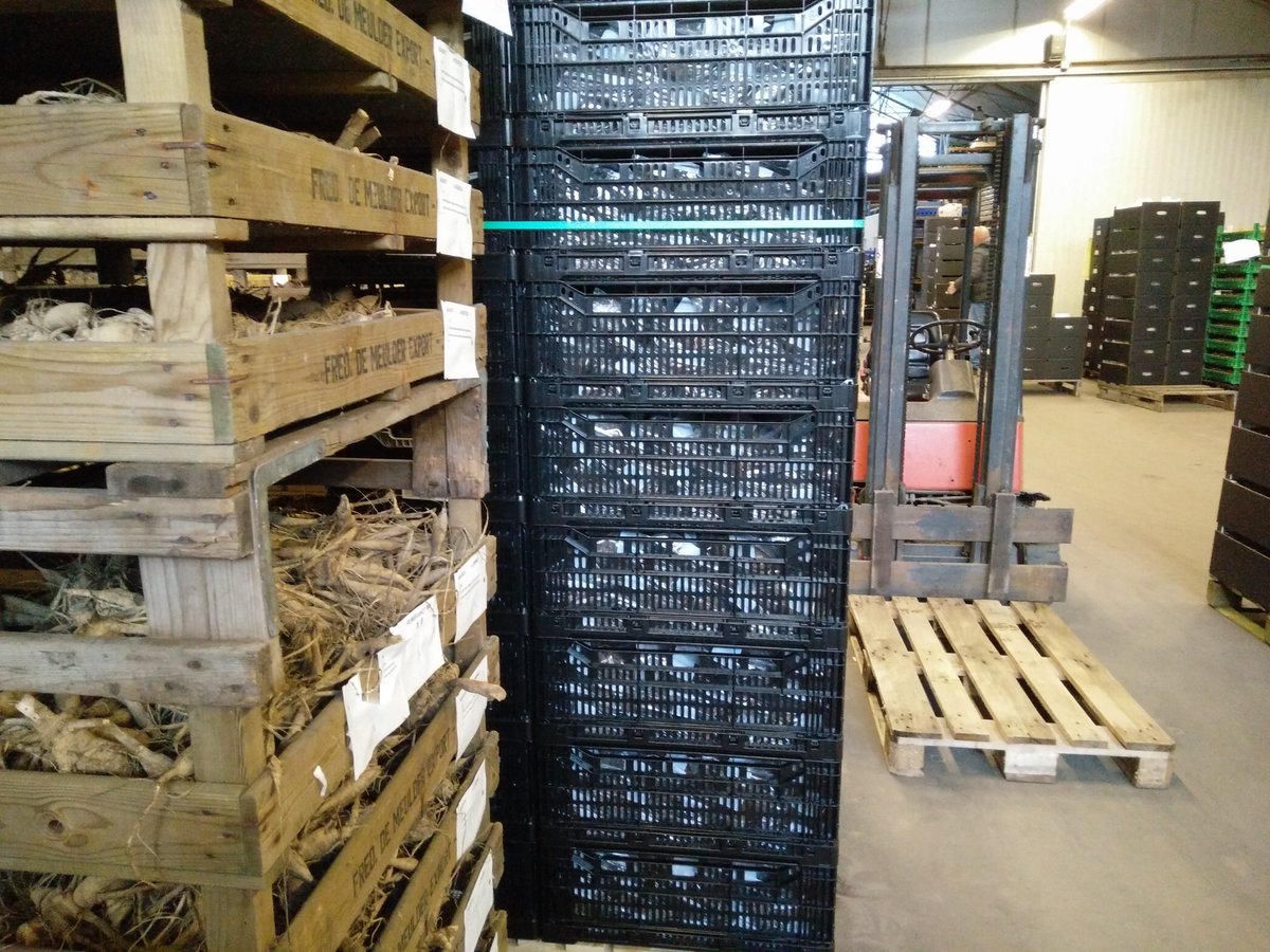 Utilysys's tweet photo. Bij @MeulderBv worden de Dahlia's ingepakt voor export in Utilysys®klapkratten. De kratten zijn na hun vorige reis gereinigd en klaar voor een nieuwe zending. Hoe dat zit? Ga naar https://t.co/KJU6Bgfc16 of praat erover in hal 2 stand A40 op #ipmessen2020 https://t.co/BsrA0GsFPb https://t.co/LtXBU84ymZ