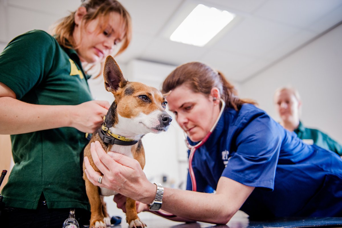 ExecucareUK's tweet photo. Head of Philanthropy | Dogs Trust

Job Description at: https://t.co/Z0tPnKbXTO https://t.co/3Kv5eCFE1n