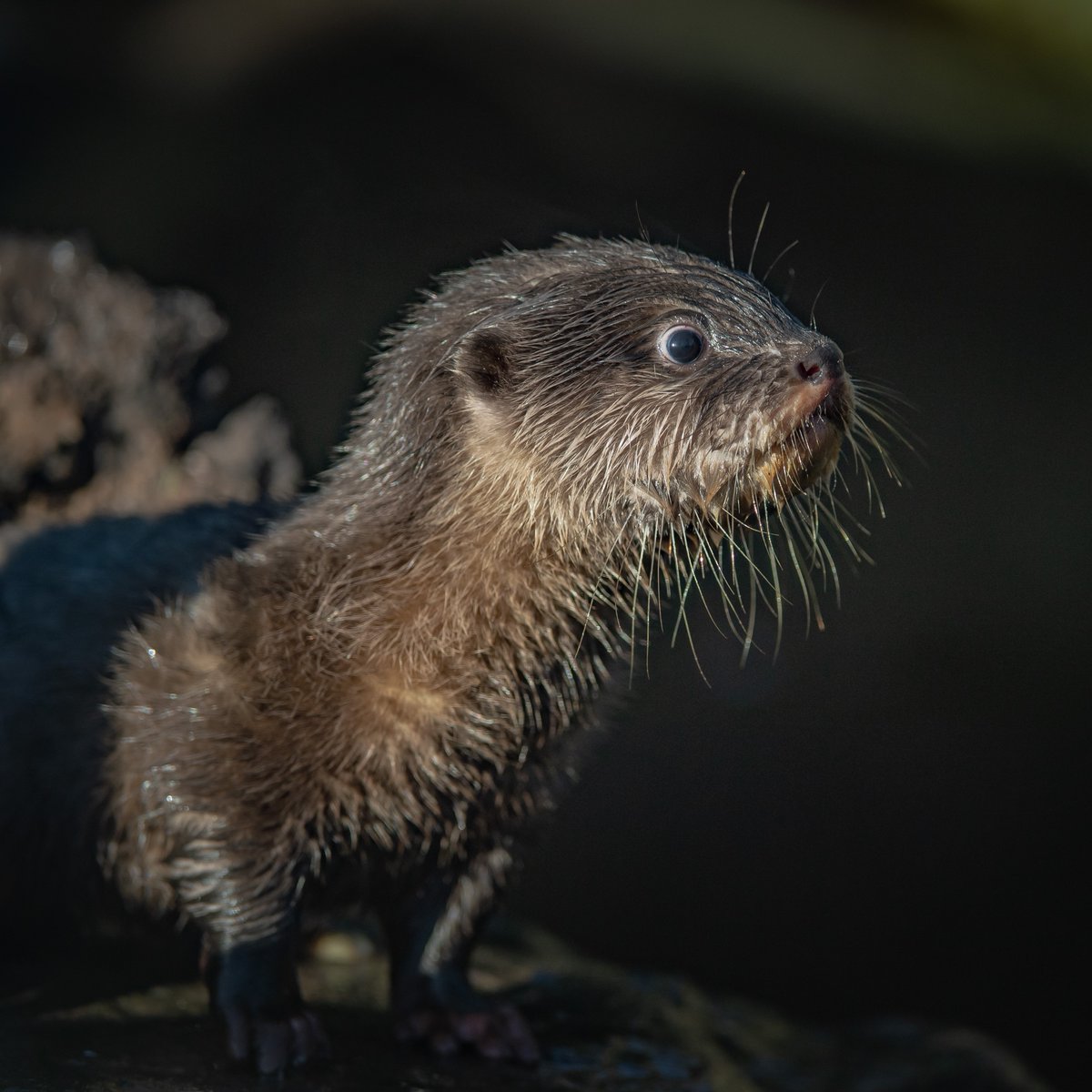 chesterzoo tweet picture