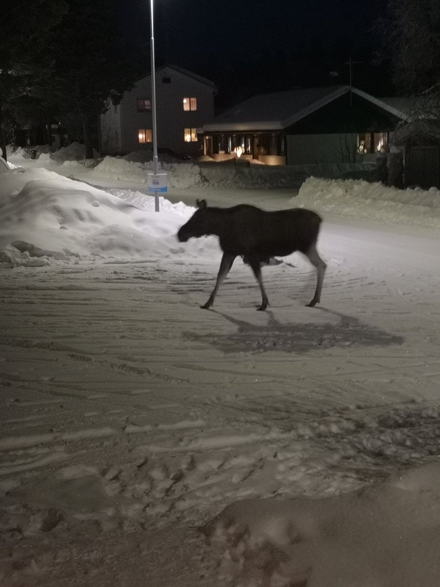 AmySolitudeStar's tweet photo. Was on my way out with Lilly... Think im gonna wait 'til she's gone😅 #moose #Sweden #homesweethome #wildlife #Neighbours #northernsweden #elk https://t.co/OoZXgrgNGy