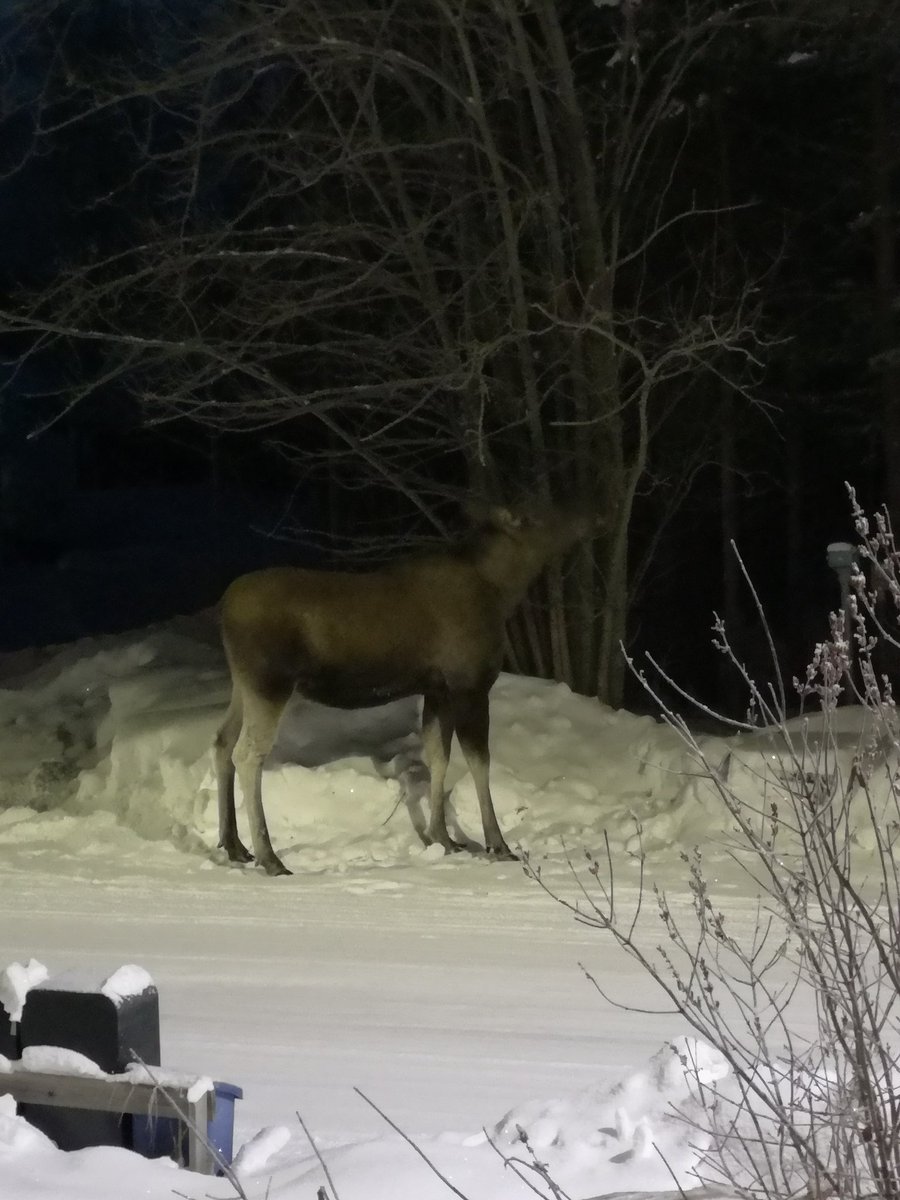 AmySolitudeStar's tweet photo. Was on my way out with Lilly... Think im gonna wait 'til she's gone😅 #moose #Sweden #homesweethome #wildlife #Neighbours #northernsweden #elk https://t.co/OoZXgrgNGy
