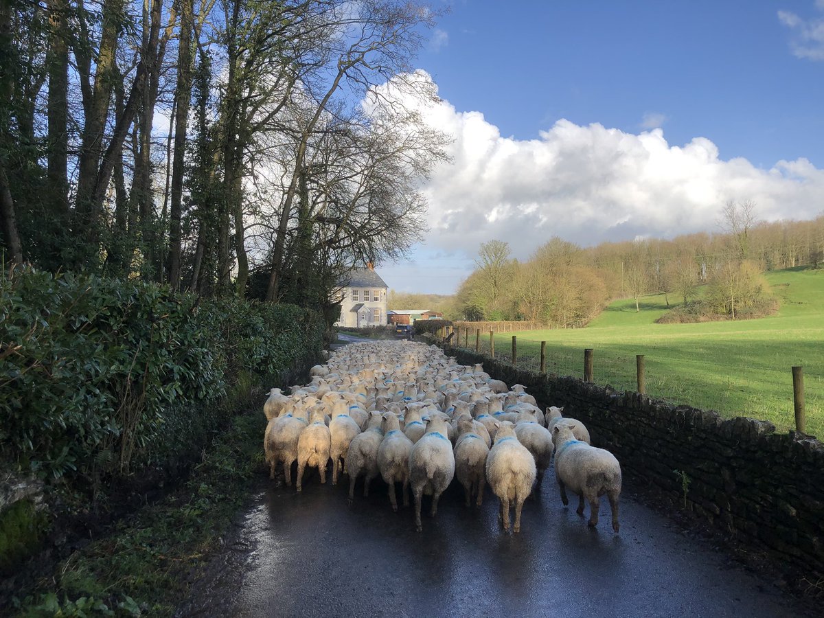 Pushing the girls home for scanning, let’s hope their BCS translates into a great % 🤞🏻