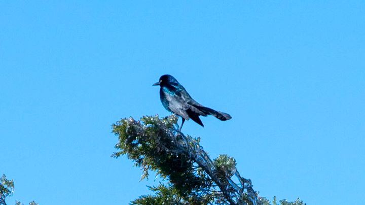#DYK - This blackbird is a Boat-tailed Grackle atop of an iced-over cedar from 2018. This species will always be around water, preferring to nest in the marsh. These are very similar but distinct from the Common Grackle, which you are more likely to see on the mainland in fields.