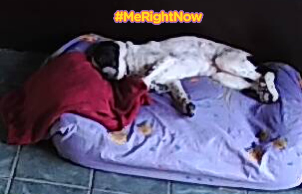 Micky Mickelodeon sleeping like humans