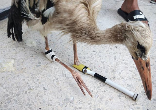 IFSA_Formations's tweet photo. On adore ce type d'innovation ! ✨❤️

Ahmed Manai, peintre et développeur, conçoit des mécanismes révolutionnaires pour les #animaux invalides ! 

Zoom sur ce jeune tunisien qui redonne espoir aux animaux 🥰➡️ https://t.co/5ASTbbApgX https://t.co/pYG6PiloHv