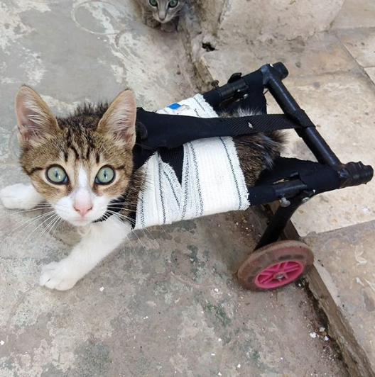 IFSA_Formations's tweet photo. On adore ce type d'innovation ! ✨❤️

Ahmed Manai, peintre et développeur, conçoit des mécanismes révolutionnaires pour les #animaux invalides ! 

Zoom sur ce jeune tunisien qui redonne espoir aux animaux 🥰➡️ https://t.co/5ASTbbApgX https://t.co/pYG6PiloHv