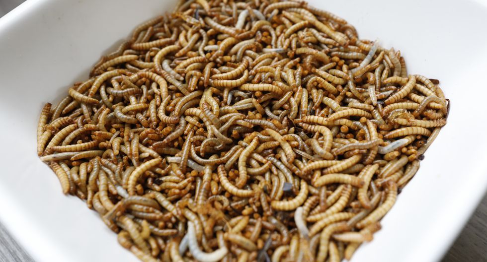 #Emprendedor21
Demolitor: insectos, investigación e innovación bit.ly/37xSiVm
Jóvenes ingenieros, impulsados por su pasión por la investigación, elaboraron una barra energética hecha a base de gusanos 🐛🍫
Por: Alfredo Luna Victoria (<a href="/alunavictoria4/">Al Luna Victoria V.</a>)