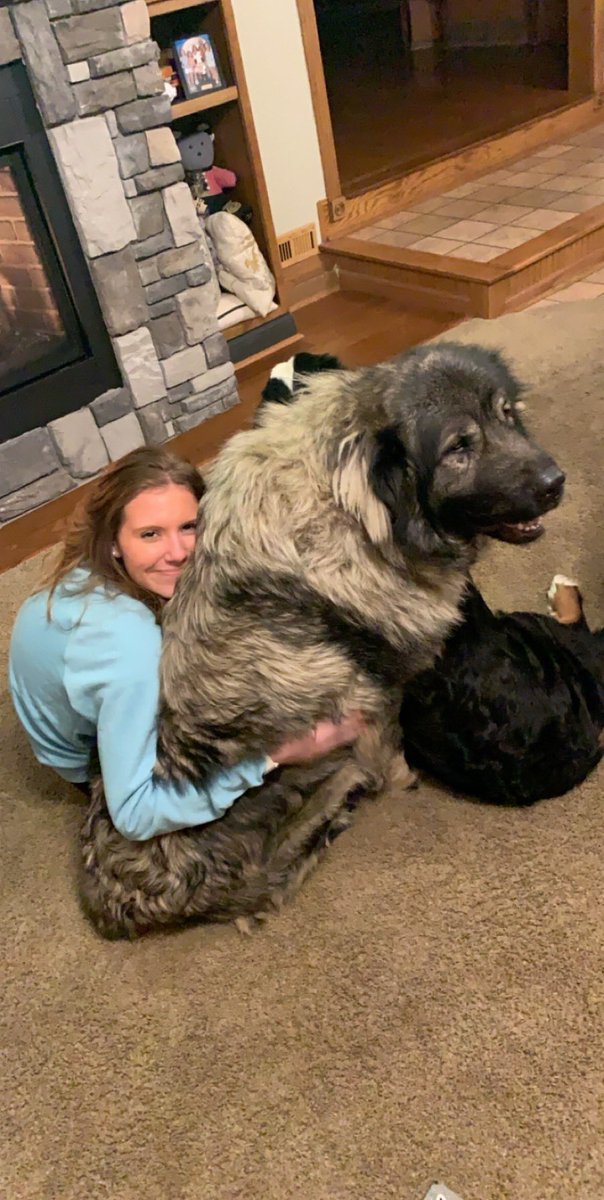 sarplaninac x maremma