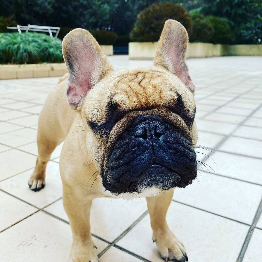 martyr_dog's tweet photo. mom it’s too cold out here, get me back inside and on my heating pad plz .
👻👻
Follow👉@cutepushy1
Tag your friends👭👭👭
.
#blindfrenchie #blinddog #blinddogsofinstagram #blinddogsrock  #blinddogsrule #noeyesnoproblem #rescuefosteradopt #fosterfail #法国斗牛犬 #frenchiecrew https://t.co/mzERhsQhfX