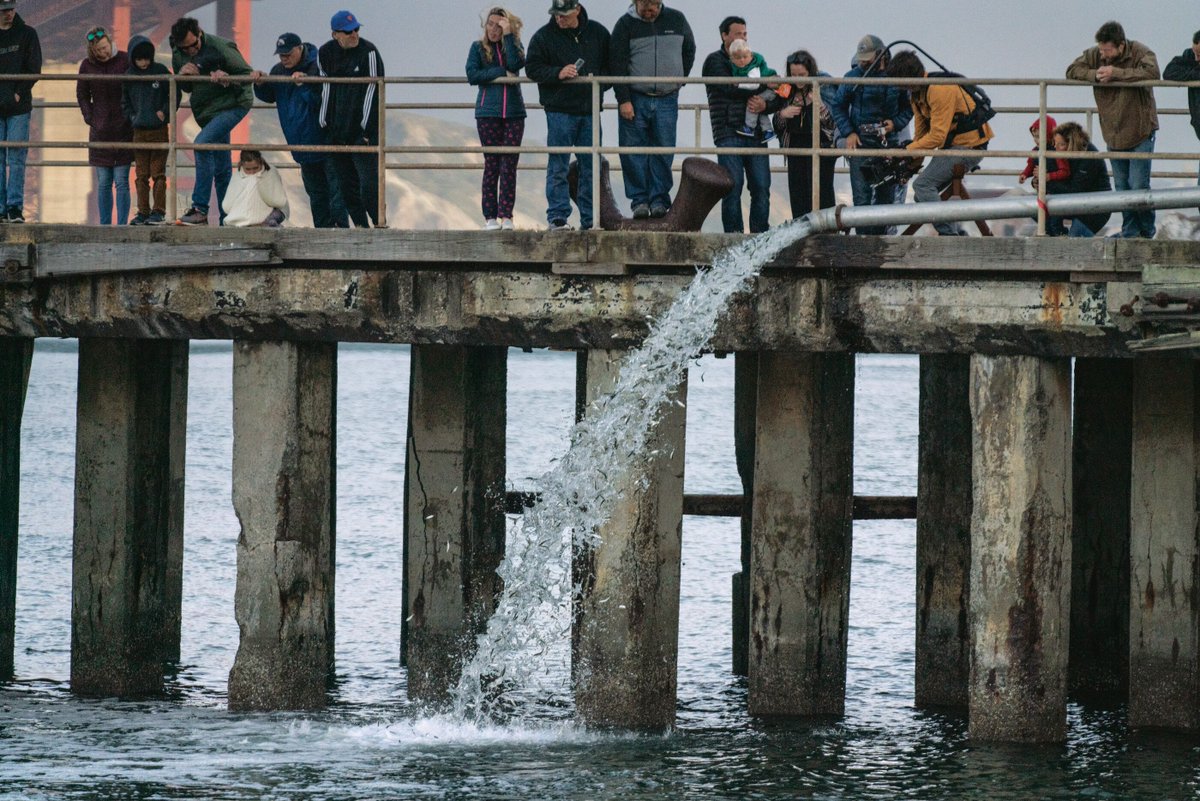 WildScenicFilms's tweet photo. One of this year's Jury award winners was "Artifishal".  This is a film about people, rivers, and the fight for the future of wild fish and the environment that supports them. #WSFF2020 #WhereActivismGetsInspired @patagonia https://t.co/OvLkPBpB55