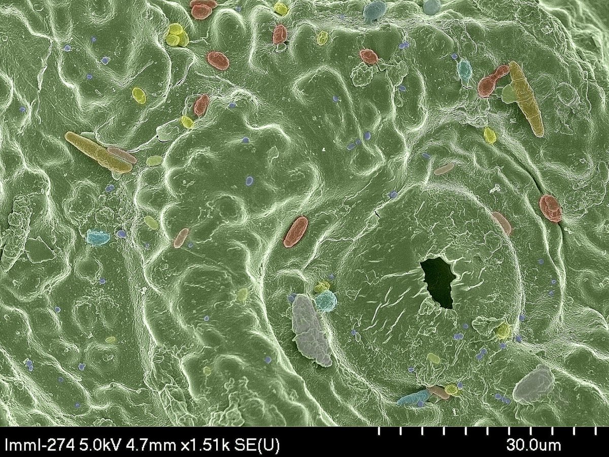 Two #microbiome #PhD positions open in my group, one guaranteed funded (findaphd.com/phds/project/w…) and one competitively funded (findaphd.com/phds/project/f…) Please share with any students who might be interested in this area!   <a href="/CreeveyLab/">Creevey Lab</a> #jobfairy