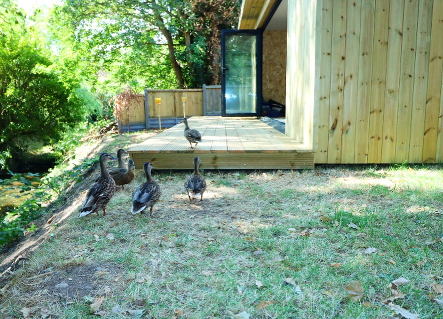Even the Mallard Family were keen to see the expert finish on the Miniature Manors #gardenroom 🦆 bit.ly/2mkOeTj #carpentryskills #gardenstructure