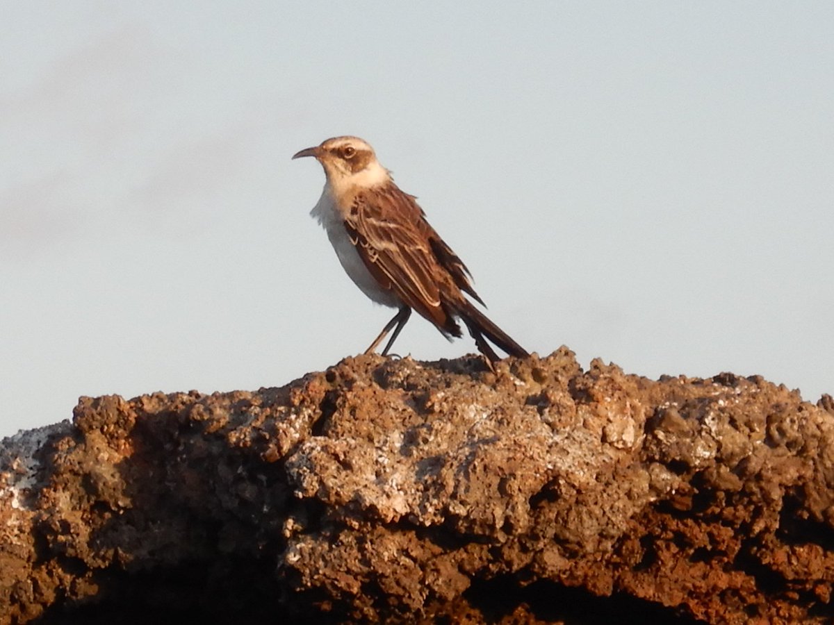 Galapagos Mocking bird