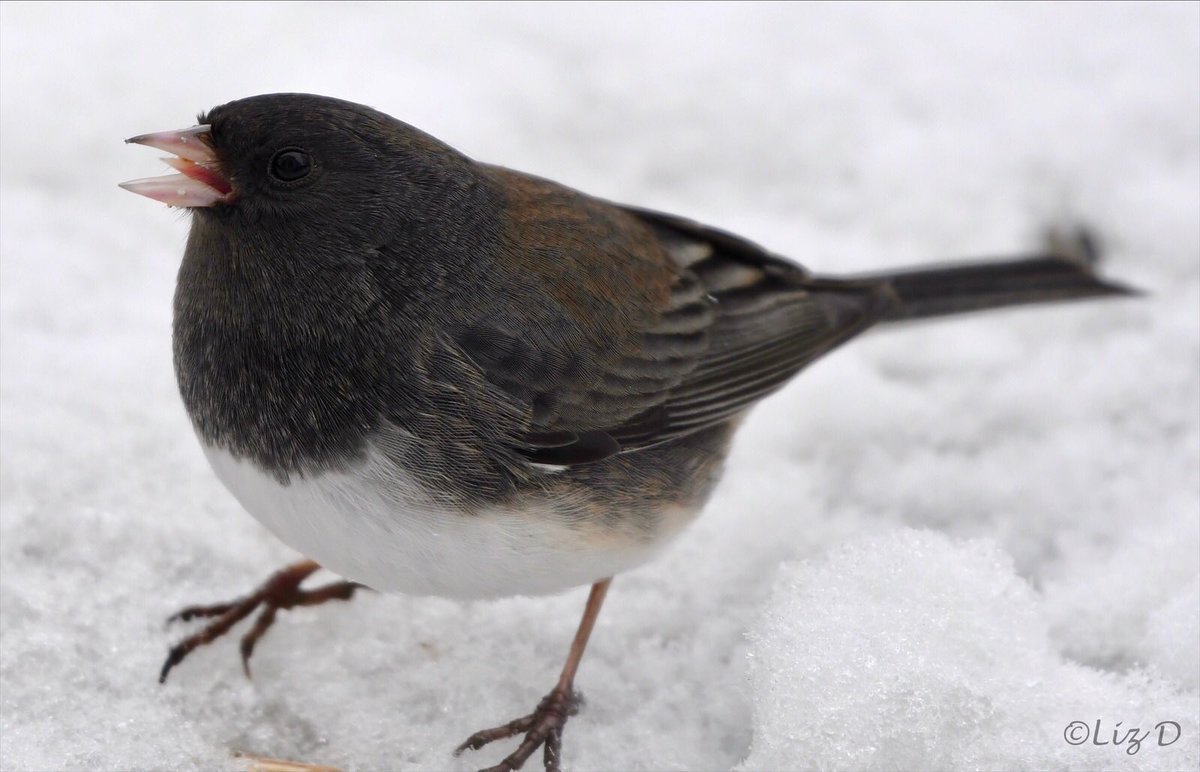 Close up of a slate-colored dark-sided junco, with her beak open and her tongue out.