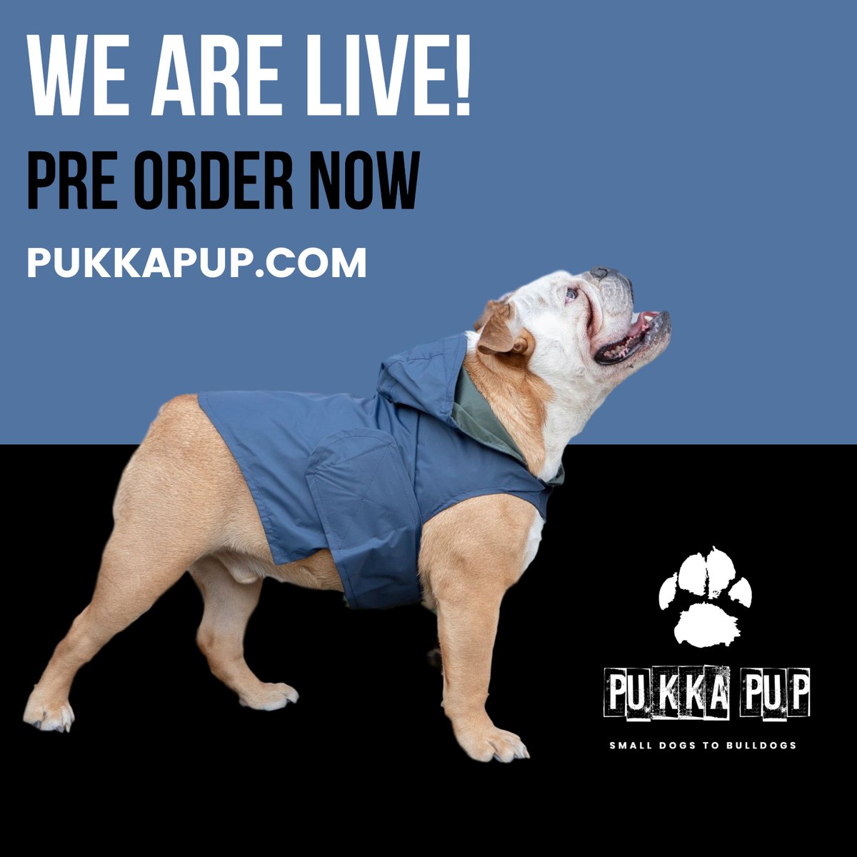 From Bulldogs to Small Dogs - Shop Now: pukkapup.com
.
.
#Pukkapup #English.bulldog.jun #Petsoriginal #Thebullylove #Englishbulldog_lover #Bullylifetv #Weheart.bulldogs #Adorably #Thedogistcollective