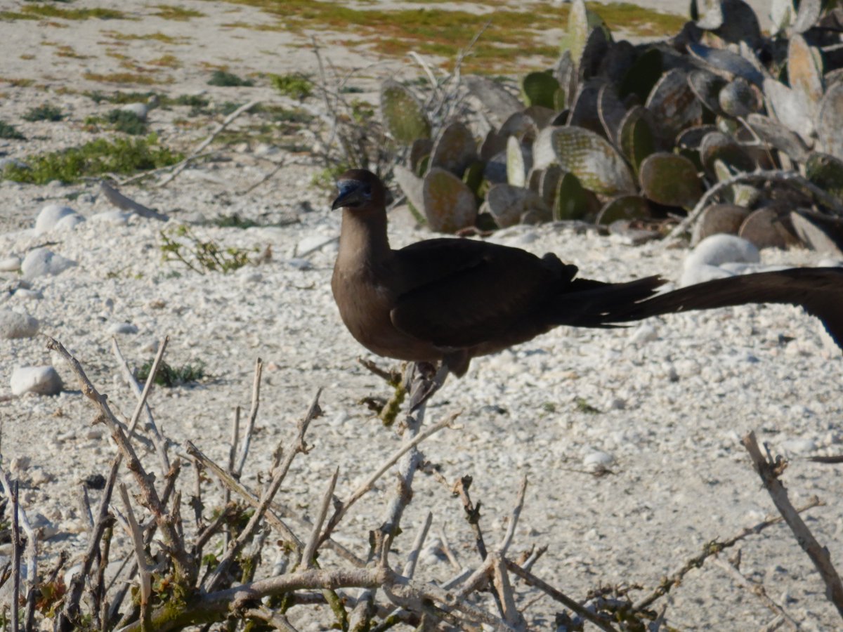 Juvenile red-footed boobie