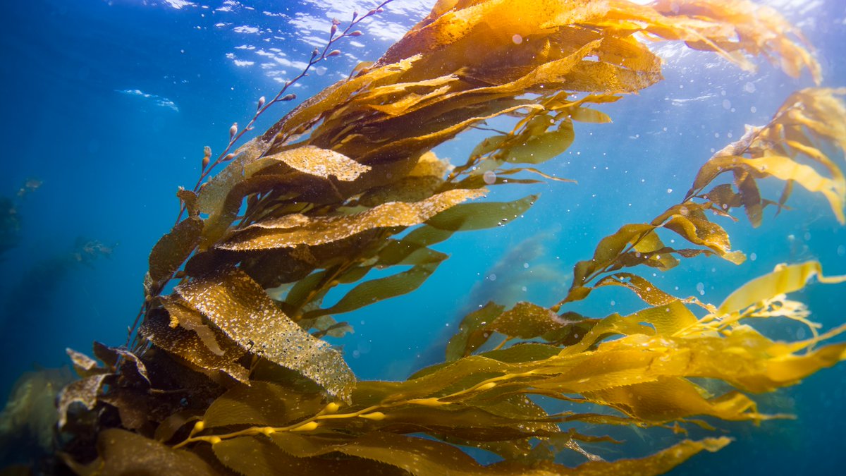CASeaGrant's tweet photo. Help the kelp! Deadline is Feb 7 to apply for our two-year kelp fellowship with @CaliforniaDFW, based in Eureka, CA. https://t.co/4qEMu7Fkz5
@OPC_California @NOAA_CINMS @sanctuaries @GFNMS @oceana
#marinesciencejobs #sciencecareers #phd #biology #outreach https://t.co/h5XegdvWix