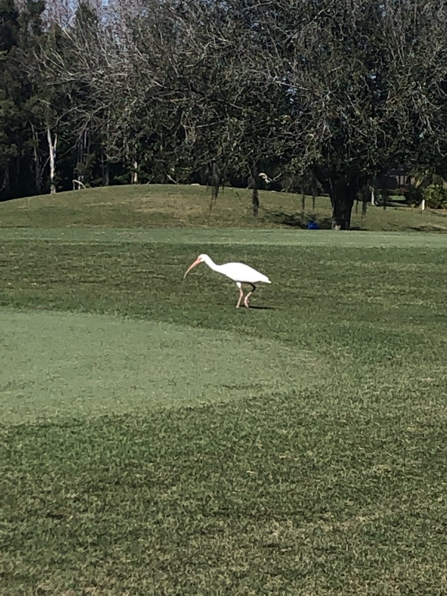 WildcatRunGCC's tweet photo. Birds on the course https://t.co/5HbQOW7HhR