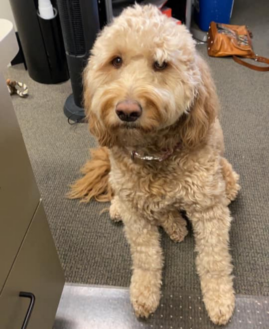 HuffmanClinic's tweet photo. Another great reason to stop by our office! 🐶 https://t.co/wEQfvCesII