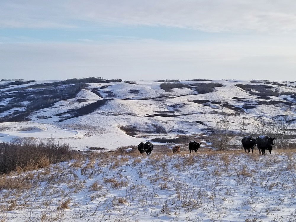 NewgroundAg's tweet photo. RT @ABFarmerExpress: Alberta’s #cattle industry may not be facing another near-fatal blow like BSE, but it’s hemorrhaging all the same. And this time, it’s a death by a thousand cuts, says a new study. https://t.co/Cv43He0Xml #cdnag https://t.co/qAfbuzSESU