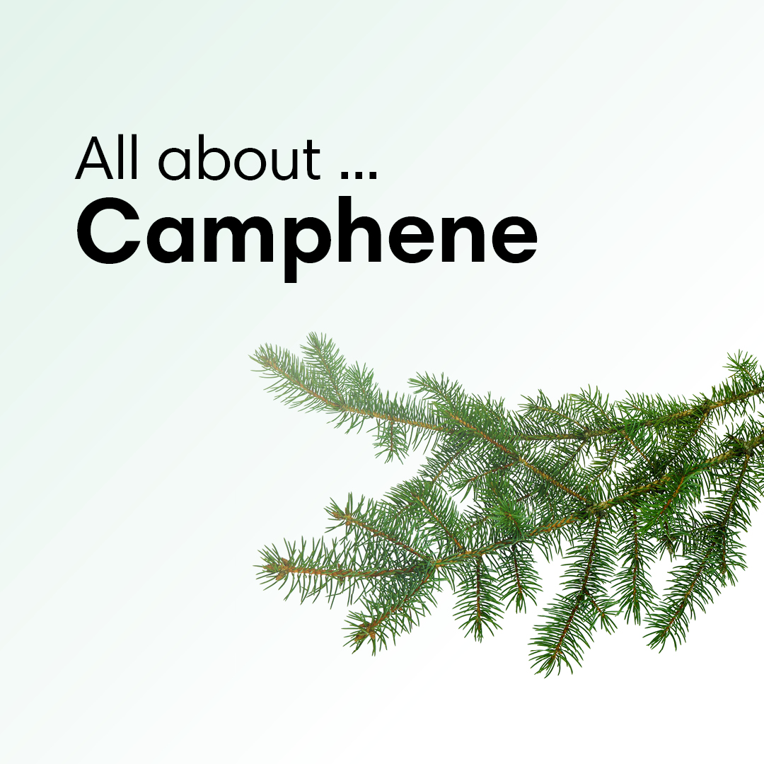 EveCoCannabis's tweet photo. Camphene has pungent odours of damp woodlands & fir needles. It is a minor component of many essential oils such as camphor oil, citronella oil & ginger oil. Used in food additives for flavouring & in fragrances.
#Camphene #TerpeneTuesday #CanadianCannabis #YouGrowGirl https://t.co/KcnSUKi1bU