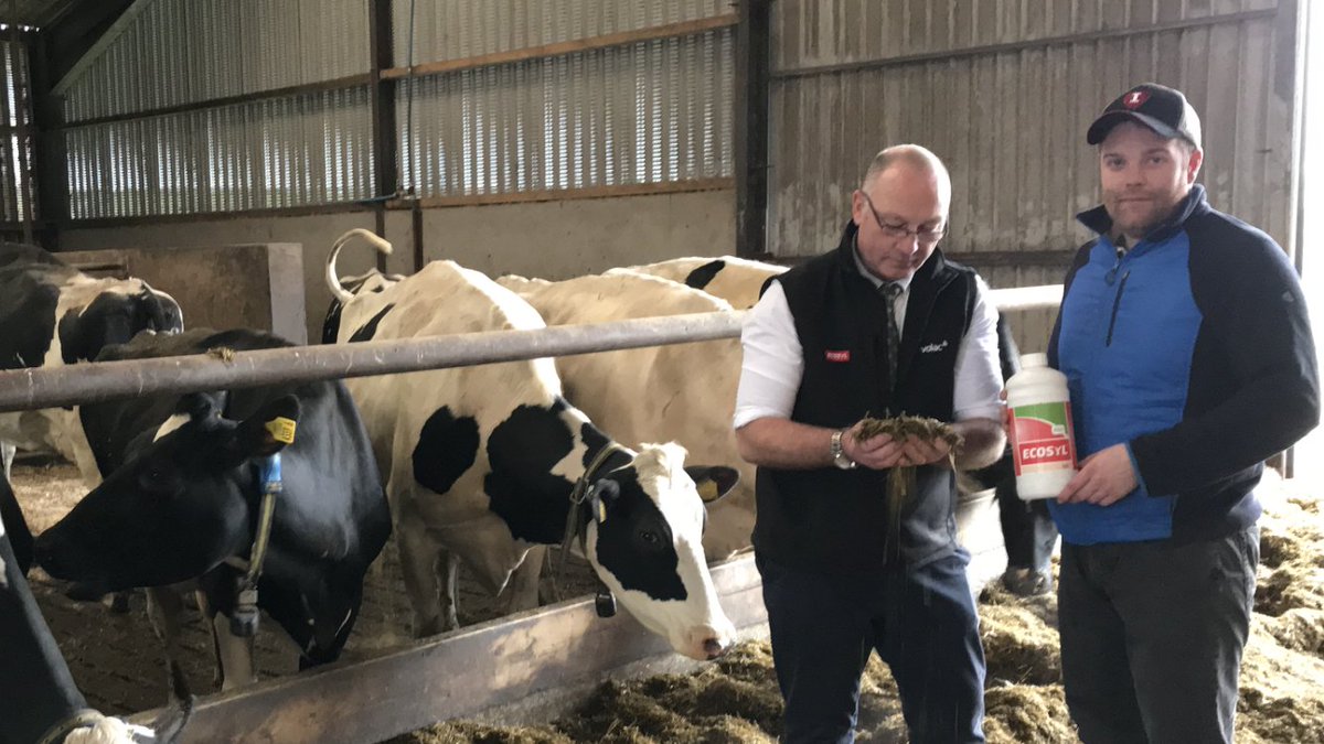cuttoclamp's tweet photo. Silage Expert Ken Stroud is out on farm this week... "The cows are being fed Ecosyl (with added grass) at Johnny Matthew’s 250 cow farm, Donaghcloney, Dramore, N. Ireland." 🇮🇪 🐮 😀
#silage19 #ecosyl #consistentlybettersilage #farm365 #cows #dranmore #silageexpert #volac https://t.co/rmXNwHPnYQ