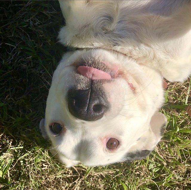 Hi! I’m Hillary! Have you been thinking about adopting a four-legged friend into your family? Why not take me home? I’m a good ole’ girl that is easygoing, happy and sweet! I know how to sit and shake and I am house trained. I enjoy the company of other pups and children too! Com