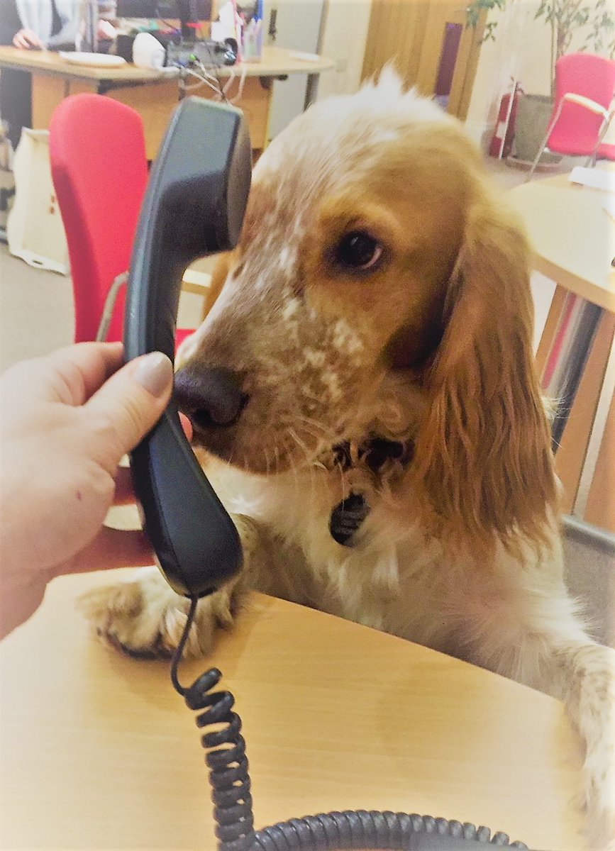 CalvinMarketing's tweet photo. One of our four legged pals has been helping answer press calls this week. He’s been on the dog’n’bone…#dogsofpr https://t.co/1VUGTfLDVG