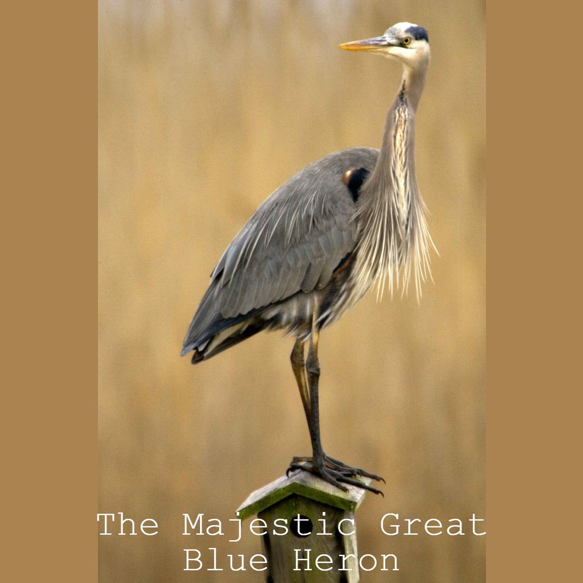 St_SimonsIsland's tweet image. One of the many creatures you are sure to encounter on St. Simon's Island is the Great Blue Heron. A Golden Isles treasure ~ Con't Reading &amp;gt;&amp;gt; ow.ly/w8Cn50y7aPk  ~  #SSI #StSimonsIsland