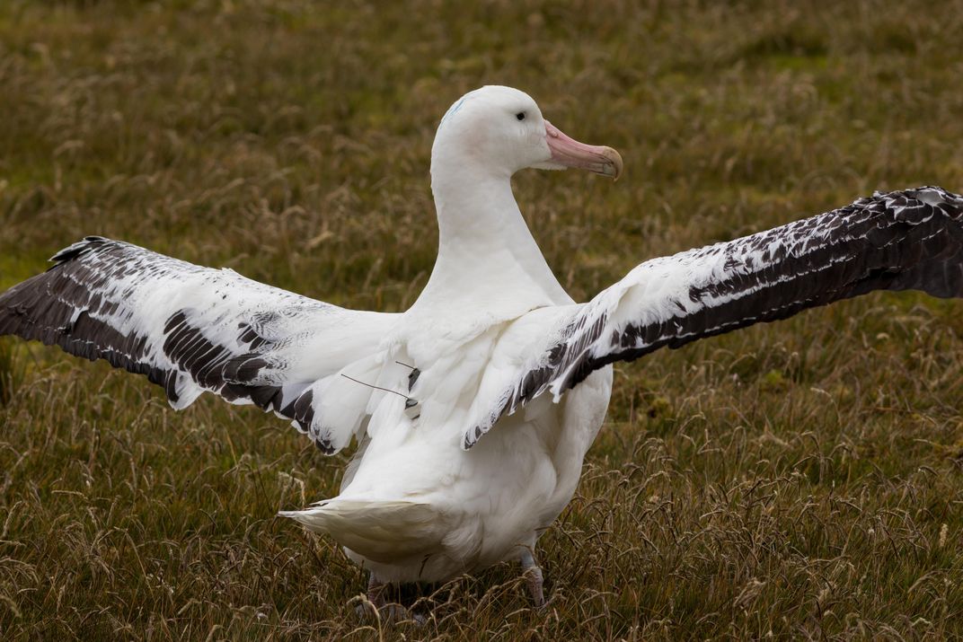 Wandering albatross fitted with a GPS device to help find ships that are fishing illegally.