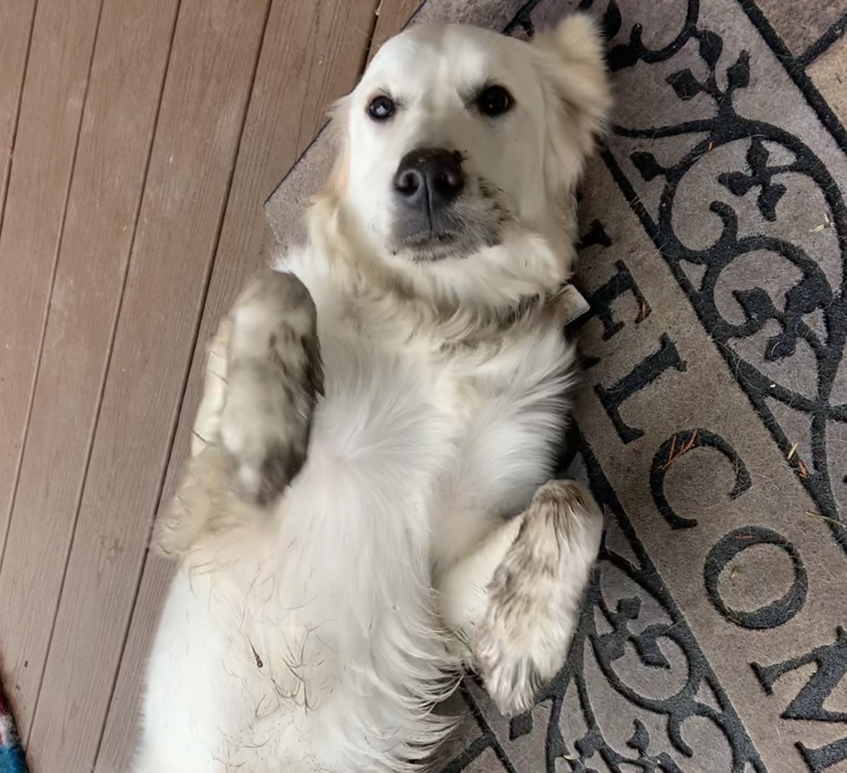 Huckhound14's tweet photo. “Oh, Holly! What did you do?” #dirtydog #muddog #diggindog https://t.co/sja2fPxvyG