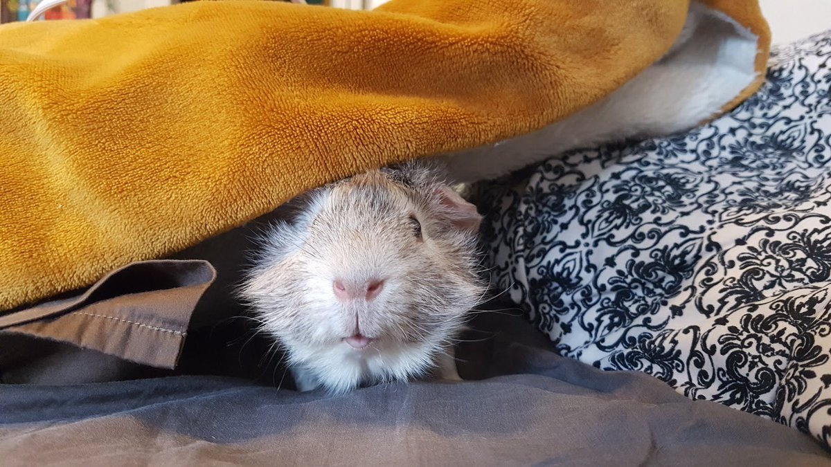 CheddarGP's tweet photo. Just two old photos of sweet Cheddar ❤️🌈 https://t.co/wsabY9p11a