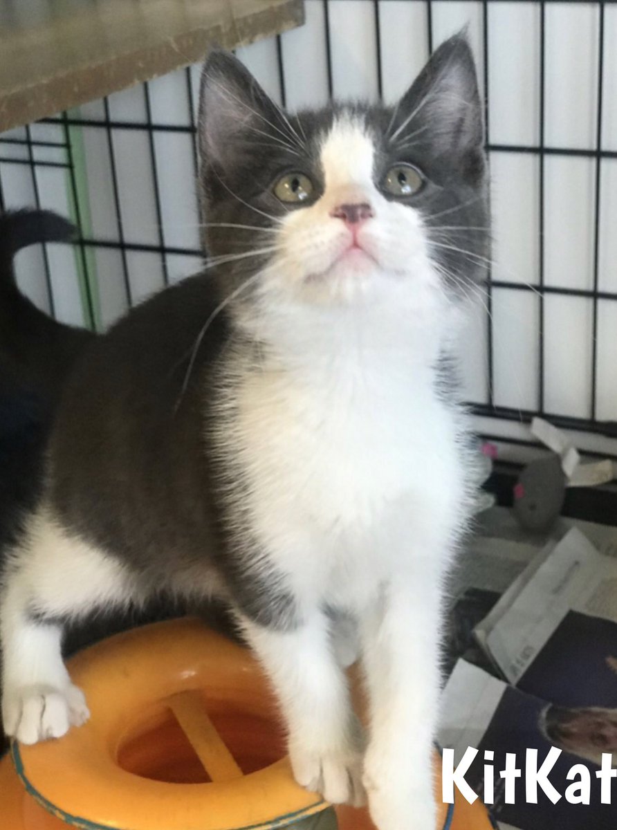 RockandRawhide's tweet photo. When delivering cat food from @Petco USQ drop box Roadie CHRISTINE met candy cats at Kitty Cove. Sibling kittens: male is Snickers, females are Jellybean, KitKat &amp; Skittles. KC would love to adopt them out in pairs so they aren't alone. They love each other. #CatsOfTwitter #cats https://t.co/MXqk0HMBzt