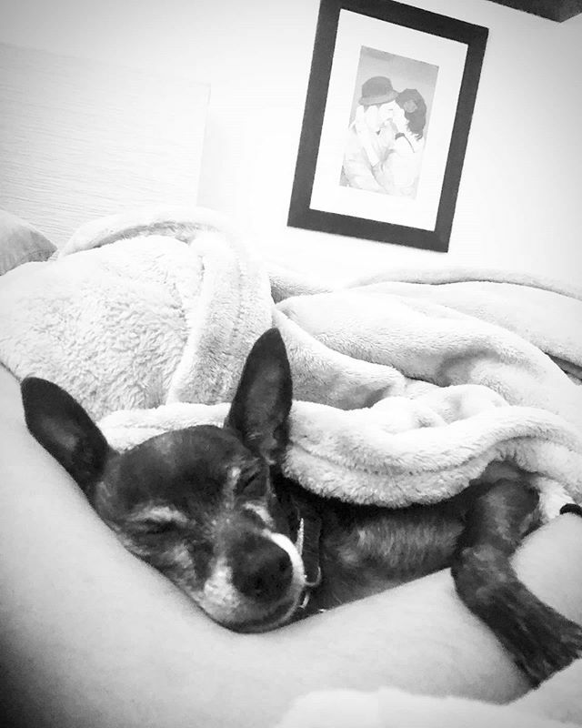 brucewayneatx's tweet photo. Favorite Place 🤗💤🐶
•
•
•
#divinecanines #therapydog #chihuahua #italiangreyhound #iggy #chiggy #puppylove #puppygram #dogsofinstagram #caninesofaustin https://t.co/9QElmImTYi https://t.co/kvRI1UKenq