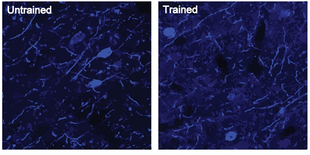 Learning also resulted in microscopic changes in auditory cortex (Figure 4 in the paper)